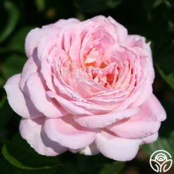 Amazing Grace™ 20 Amazing Grace™ -HEIRLOOM ROSES Sales Amazing Grace 29