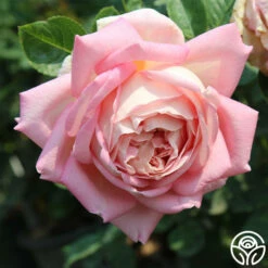 Amazing Grace™ 18 Amazing Grace™ -HEIRLOOM ROSES Sales Amazing Grace 17