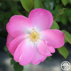 Angelina -HEIRLOOM ROSES Sales Angelina 4