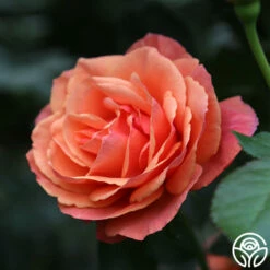 Anna's Promise -HEIRLOOM ROSES Sales Anna s Promise 11