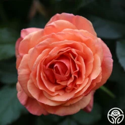 Anna's Promise -HEIRLOOM ROSES Sales Anna s Promise 12