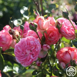 Front Page -HEIRLOOM ROSES Sales Antique 4