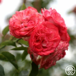 Antique -HEIRLOOM ROSES Sales Antique 5 0fdd675b 1e67 487a b02d 043afd69752b