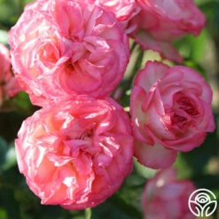 Antique -HEIRLOOM ROSES Sales Antique 6 c8e8174f d0c5 446b a3ea 3696fc8bbf19