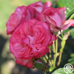 Antique -HEIRLOOM ROSES Sales Antique 7 e9737f66 85f5 4e2f b8cc 314dfc3dce92