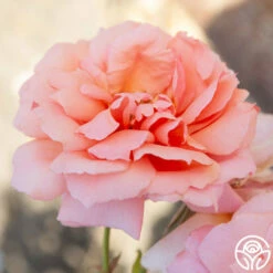 Apricot Candy™ -HEIRLOOM ROSES Sales Aprico Candy 102