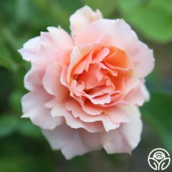 Apricot Candy™ -HEIRLOOM ROSES Sales Apricot Candy 11