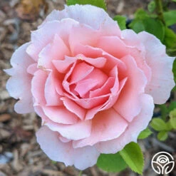 Apricot Candy™ -HEIRLOOM ROSES Sales Apricot Candy 14