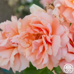 Apricot Candy™ -HEIRLOOM ROSES Sales Apricot Candy 01