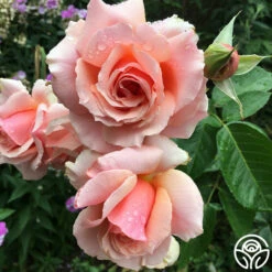 Front Page -HEIRLOOM ROSES Sales Apricot Candy 14