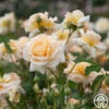 Apricot Nectar™ 2 Apricot Nectar™ -HEIRLOOM ROSES Sales Apricot Nectar 01