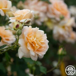 Apricot Nectar™ -HEIRLOOM ROSES Sales Apricot Nectar 03