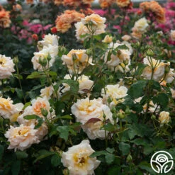 Apricot Nectar™ -HEIRLOOM ROSES Sales Apricot Nectar 05