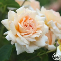 Apricots N' Cream™ 24 Apricots N' Cream™ -HEIRLOOM ROSES Sales Apricots N Cream