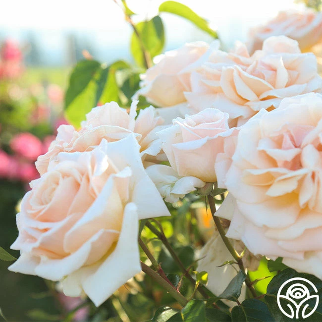 Apricots N' Cream™ 8 Apricots N' Cream™ - Image 6