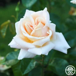 Apricots N' Cream™ 29 Apricots N' Cream™ -HEIRLOOM ROSES Sales Apricots N Cream 16