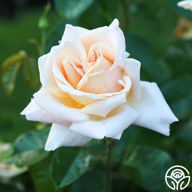 Apricots N' Cream™ 16 Apricots N' Cream™ - Image 14