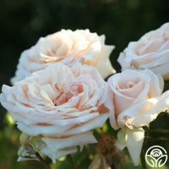 Apricots N' Cream™ 26 Apricots N' Cream™ -HEIRLOOM ROSES Sales Apricots N Cream 19