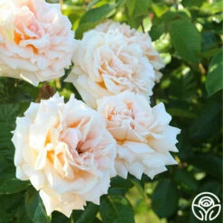 Apricots N' Cream™ 25 Apricots N' Cream™ -HEIRLOOM ROSES Sales Apricots N Cream 21