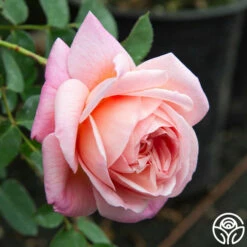 April Love™ -HEIRLOOM ROSES Sales April Love 06