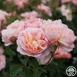April Love™ -HEIRLOOM ROSES Sales April Love 12