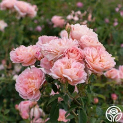 April Love™ -HEIRLOOM ROSES Sales April Love 14