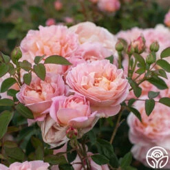 April Love™ -HEIRLOOM ROSES Sales April Love 15