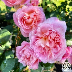 April Love™ -HEIRLOOM ROSES Sales April Love 16