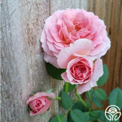 April Love™ -HEIRLOOM ROSES Sales April Love 3
