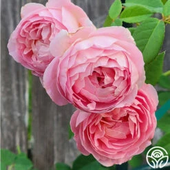 April Love™ -HEIRLOOM ROSES Sales April Love 4