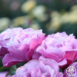 Barbra Streisand 12 Barbra Streisand -HEIRLOOM ROSES Sales Barbra Streisand