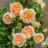 Bathsheba -HEIRLOOM ROSES Sales Bathsheba