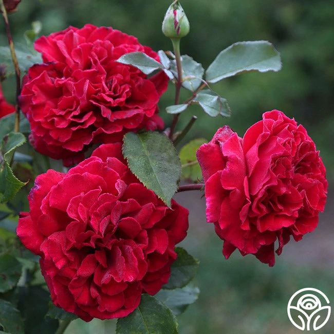 Because She Served® 4 Because She Served® - Image 2