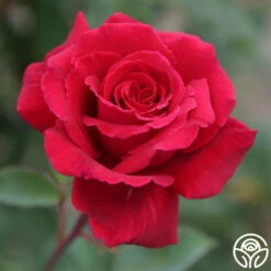 Because She Served®