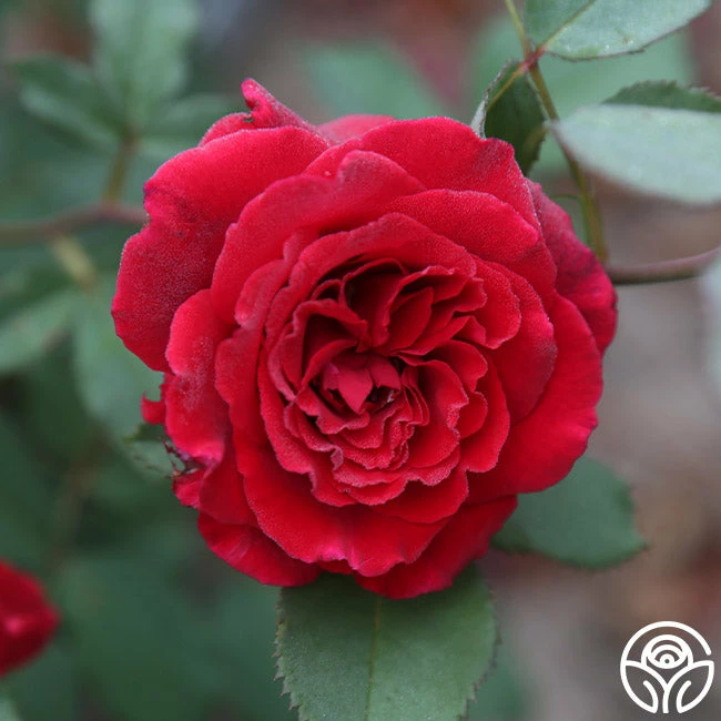 Because She Served® 10 Because She Served® - Image 8