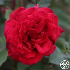 Because She Served® 14 Because She Served® -HEIRLOOM ROSES Sales Because She Served 015