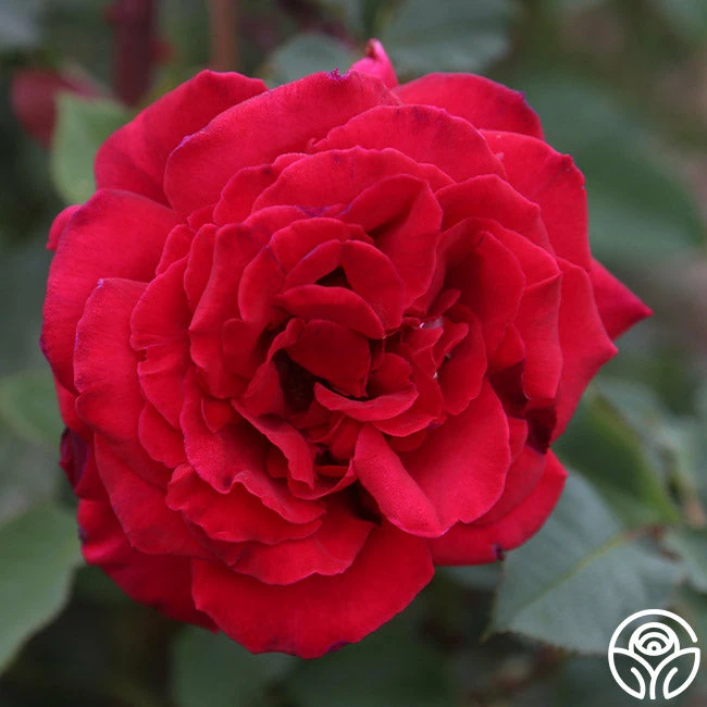 Because She Served® 7 Because She Served® - Image 5