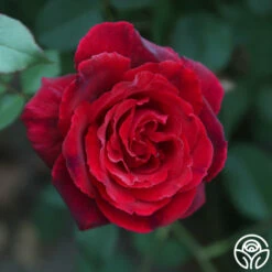 Because She Served® 15 Because She Served® -HEIRLOOM ROSES Sales Because She Served 016