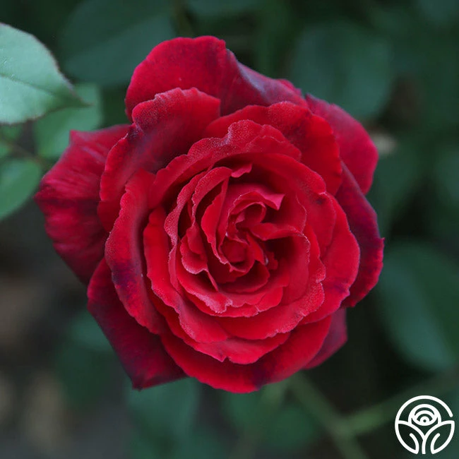 Because She Served® 8 Because She Served® - Image 6