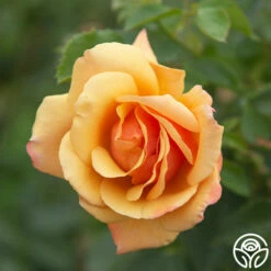 Belle Époque -HEIRLOOM ROSES Sales Belle Epoque 03