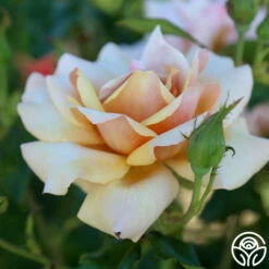 Belle Époque -HEIRLOOM ROSES Sales Belle Epoque 11