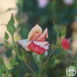 Belle Époque -HEIRLOOM ROSES Sales Belle Epoque 13