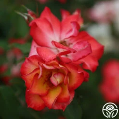 Betty Boop™ -HEIRLOOM ROSES Sales Betty Boop 111