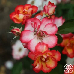 Betty Boop™ -HEIRLOOM ROSES Sales Betty Boop 1634