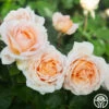 Betty White™ -HEIRLOOM ROSES Sales Betty White 01