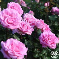 Eleganza® Beverly -HEIRLOOM ROSES Sales Beverly 15