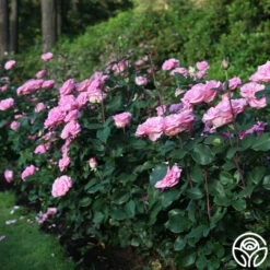 Eleganza® Beverly -HEIRLOOM ROSES Sales Beverly 16