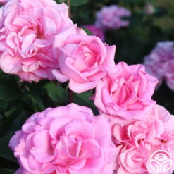 Eleganza® Beverly -HEIRLOOM ROSES Sales Beverly 18