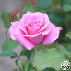 Bewitched -HEIRLOOM ROSES Sales Bewiched 12