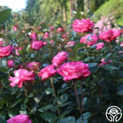 Big Momma™ -HEIRLOOM ROSES Sales Big Momma 11